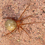 Nesticodes rufipes